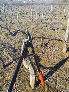 Poda de las viñas de Aliste